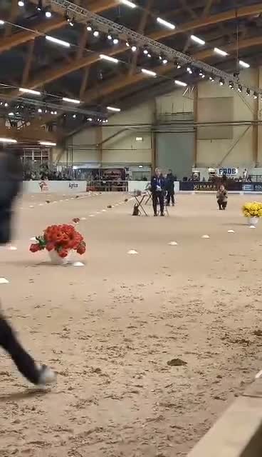 Island hästar till salu: INTRESSEKOLL - Läromästare valack född 2012 - Video 1