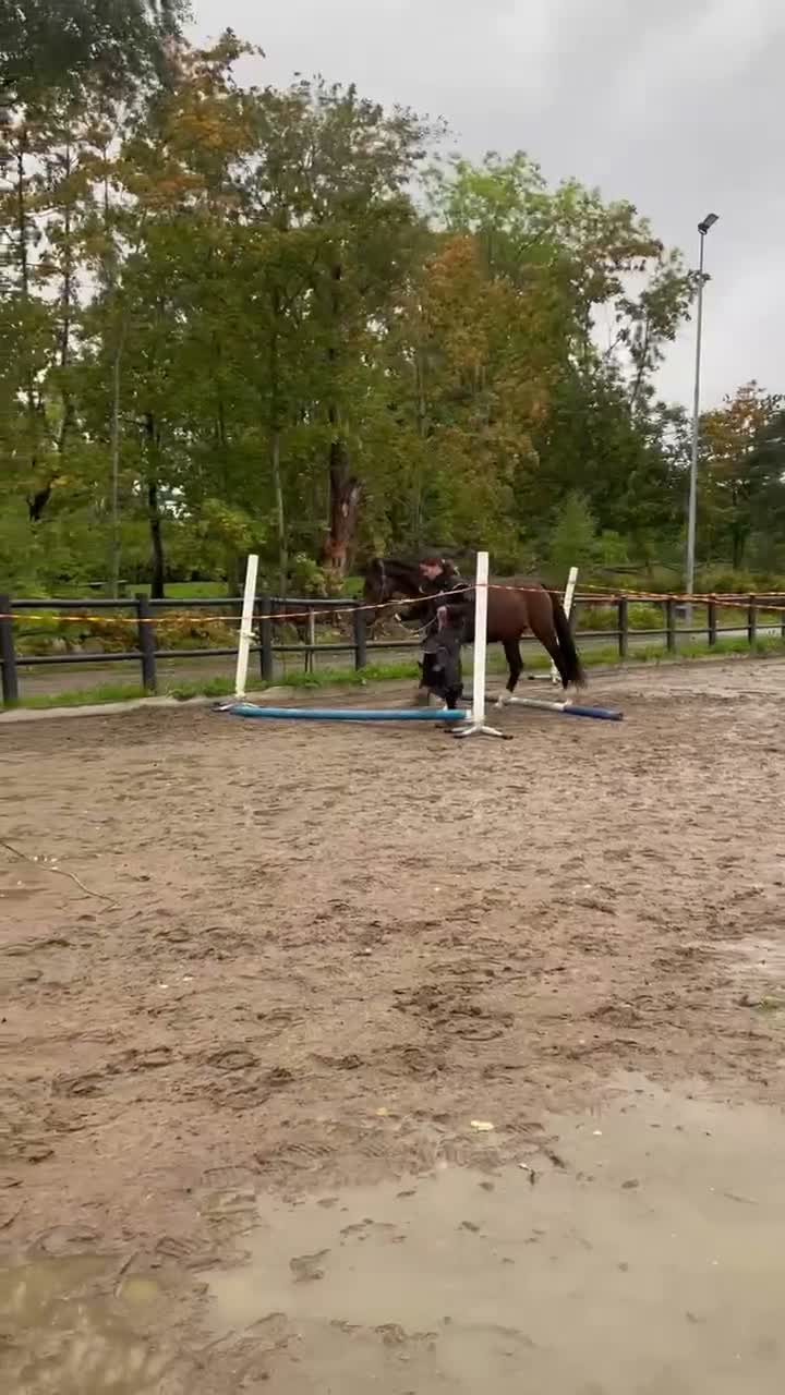 Hoppning hästar till salu: Lovande 2-årigt SWB-sto efter Diero lux N - Video 1