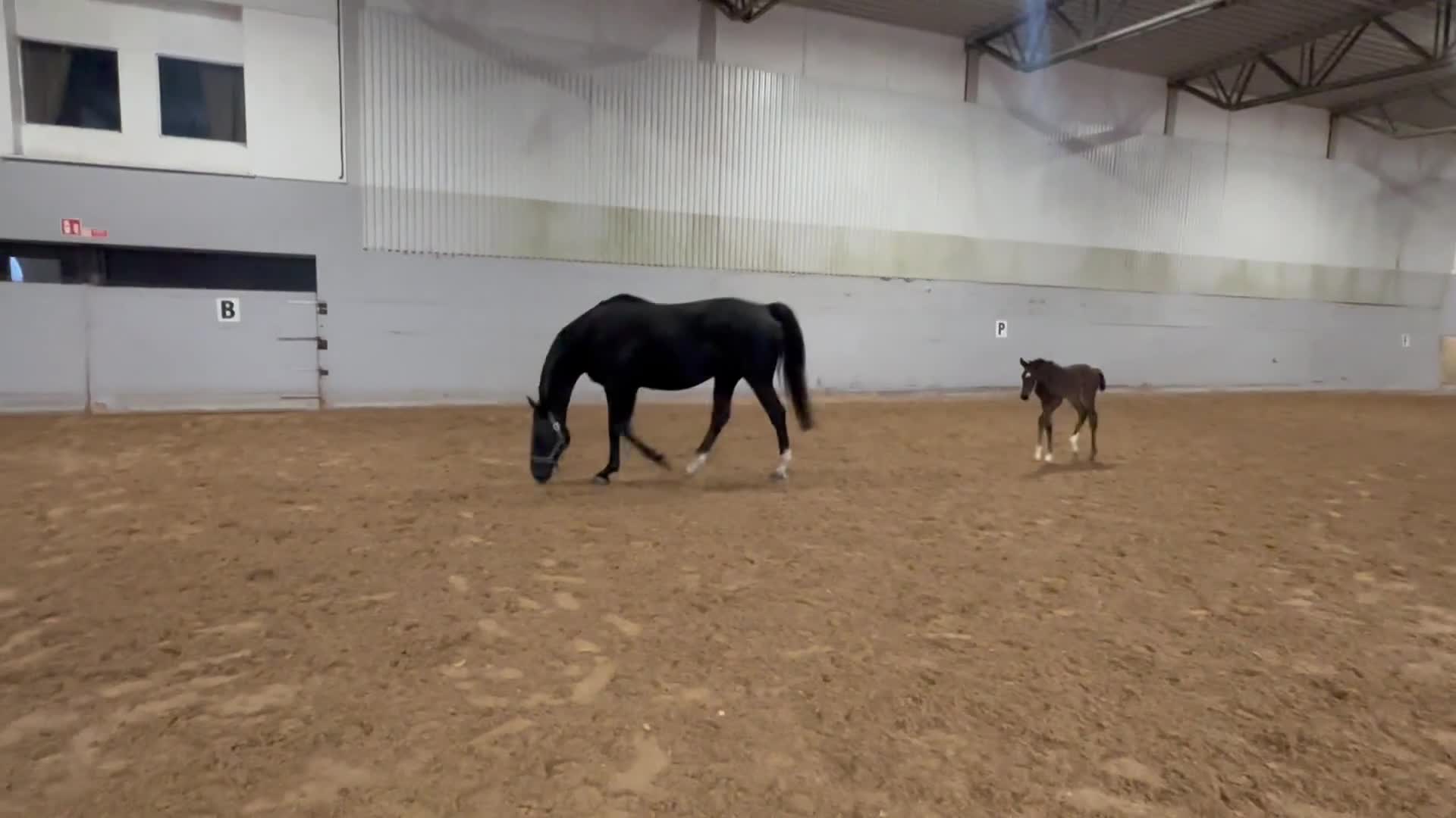 Avelshästar hästar till salu: Avelssto e Grand Galaxy Win - Video 1