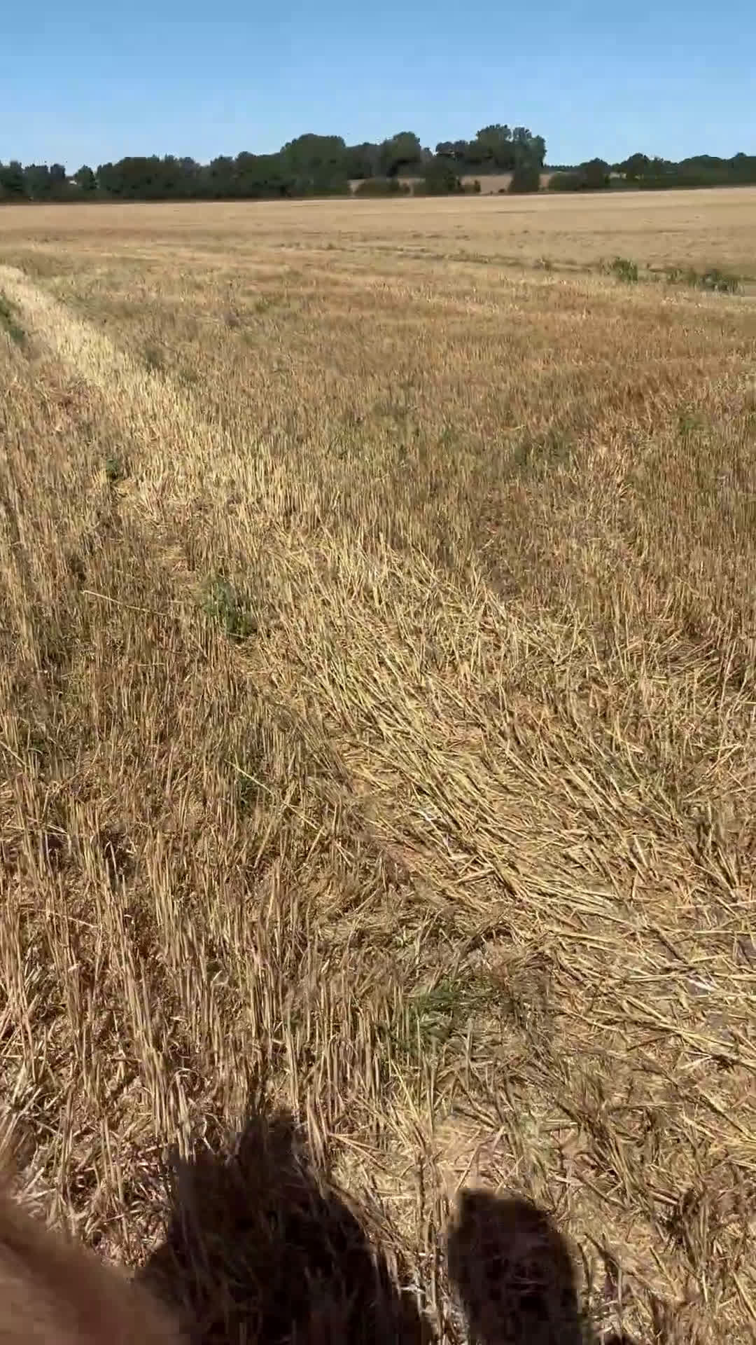 Island hästar till salu: En toppen häst för rätt person  - Video 2