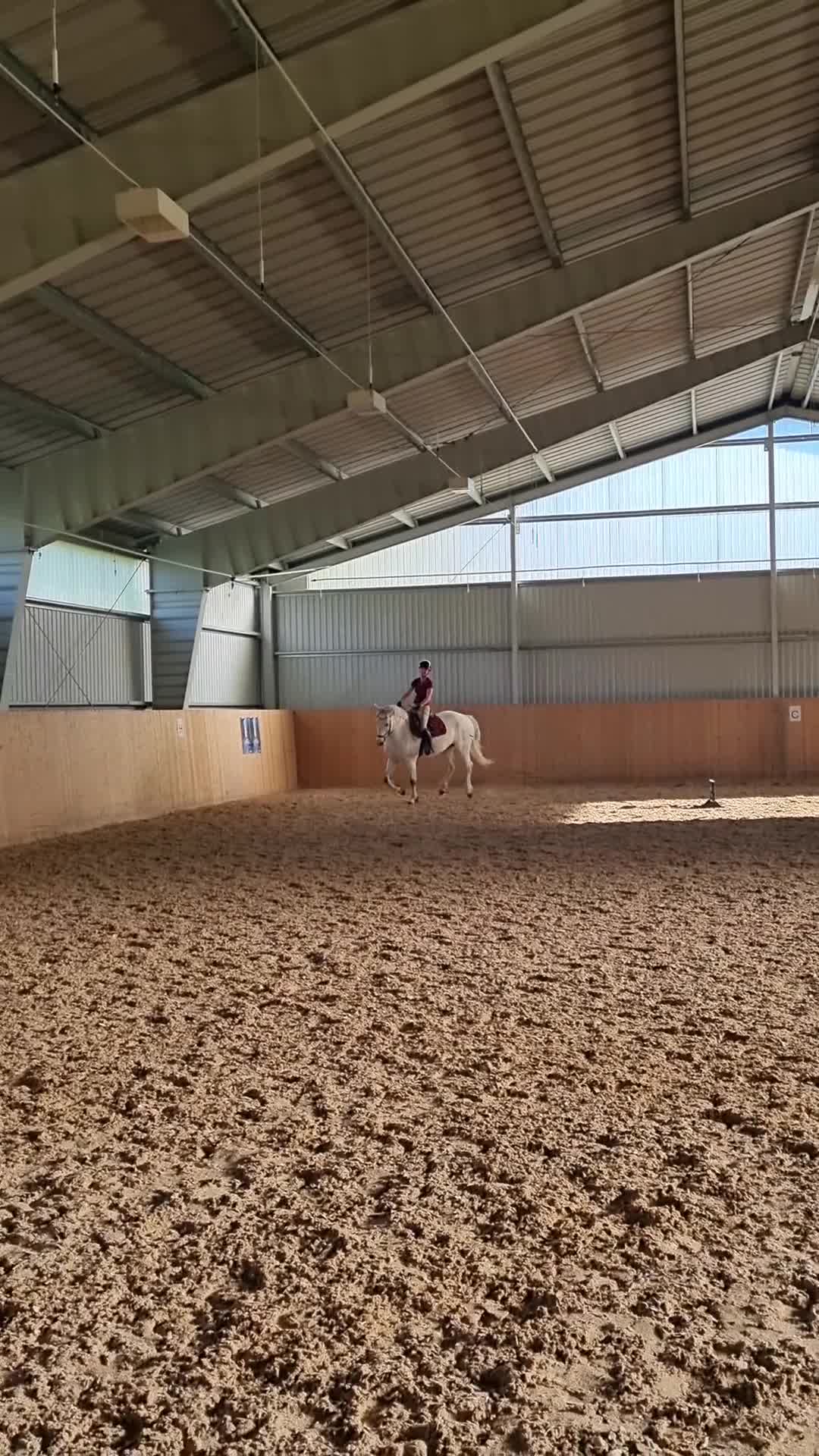 Allround hästar till salu: Donatello 🌸 - Video 3
