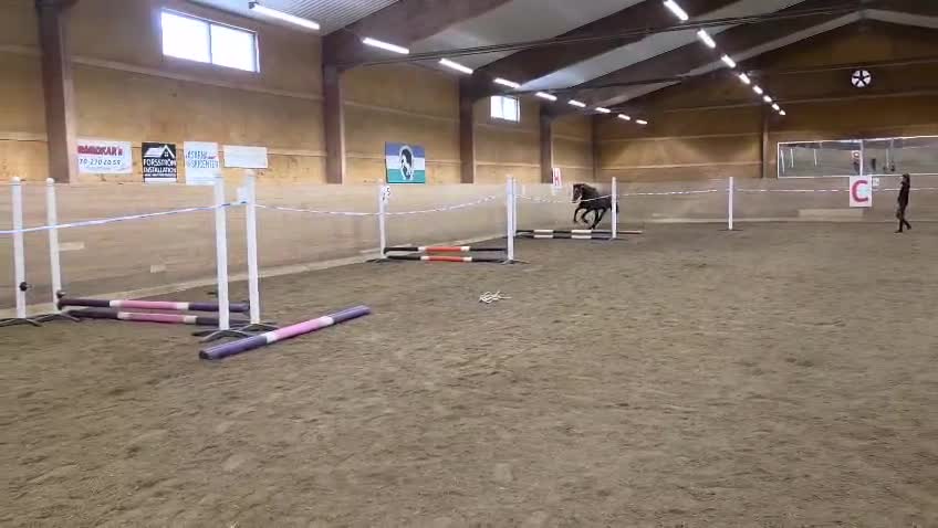 Hoppning hästar till salu: Välstammad hopptalang - Video 1