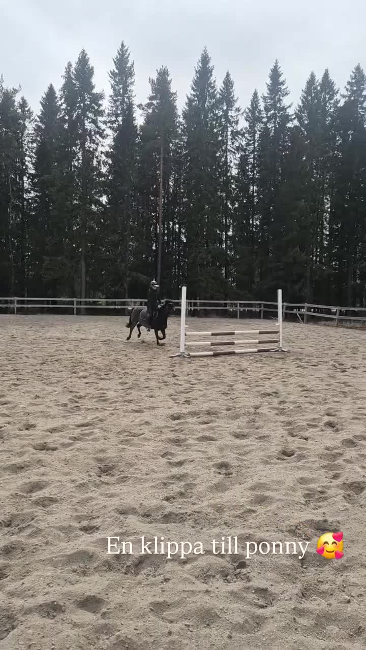 Allround hästar till salu: Supersnäll b-ponny - Video 2