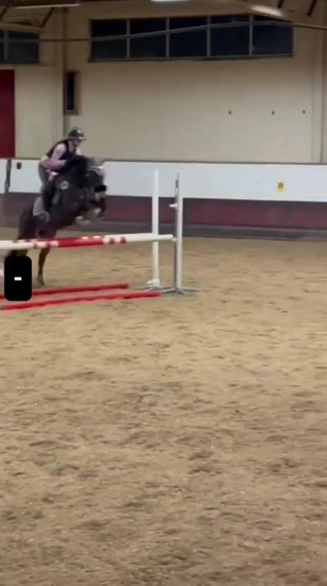 Allround hästar till salu: Charmig familjeponny söker kärleksfullt hem - Video 1