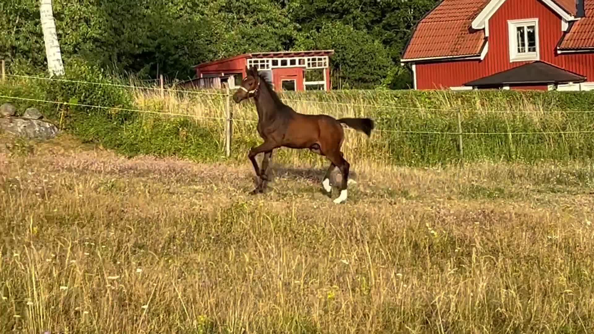 Dressyr hästar till salu: ✨ Lovande hingstföl med stark dressyrstam ✨ - Video 1