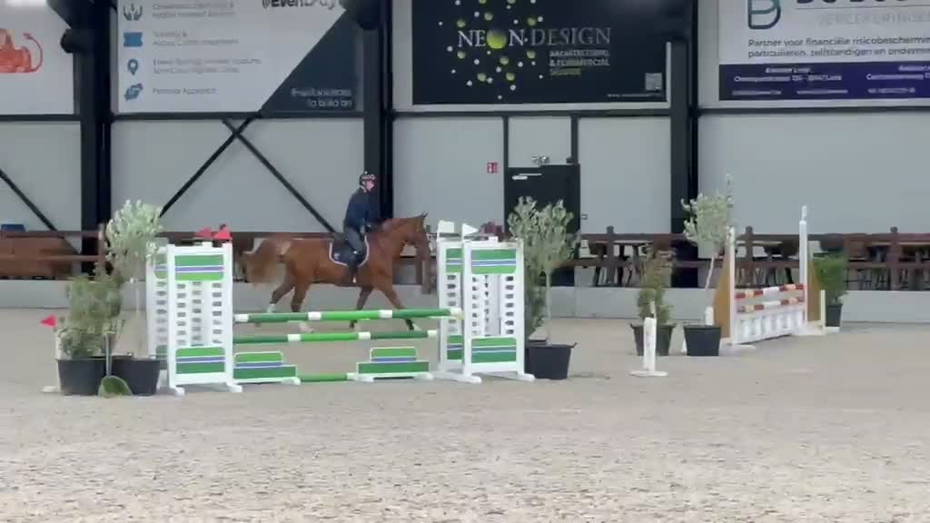 Hoppning hästar till salu: 5-årig svensk hopphäst med fin härstamning säljes - Video 1