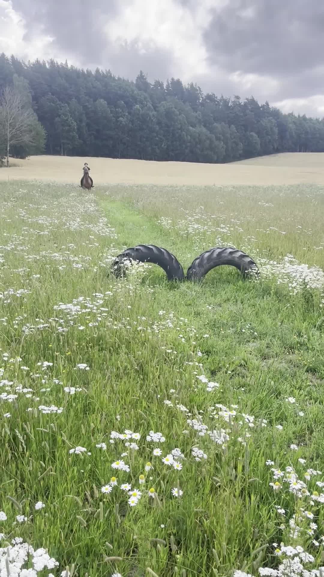 Hoppning hästar till salu: 10-årig SWB-valack med bra psyke och hoppintresse i Gränna - Video 2