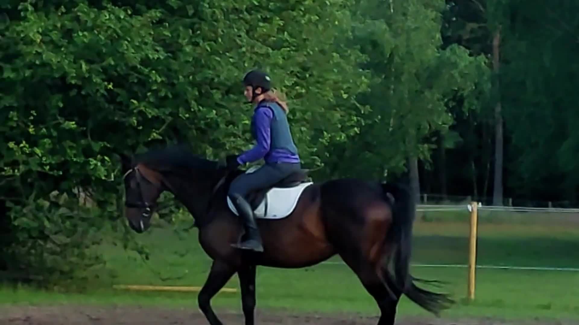 Dressyr hästar till salu: Flott dressyrsto - Video 2