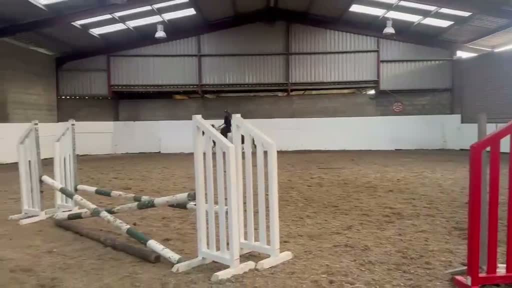 Allround hästar till salu: Riding school/ Alrounder / Ride & Drive  - Video 2