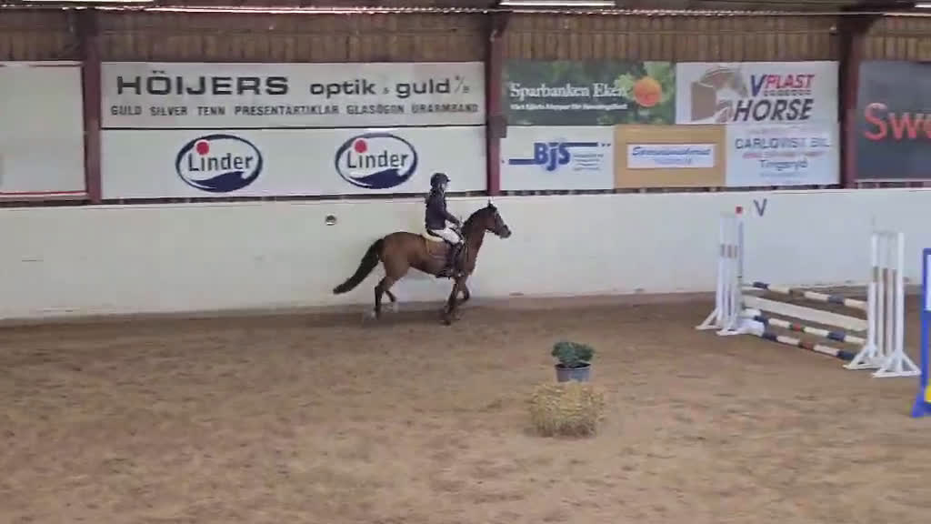 Allround hästar till salu: Snygg sportponny  - Video 1