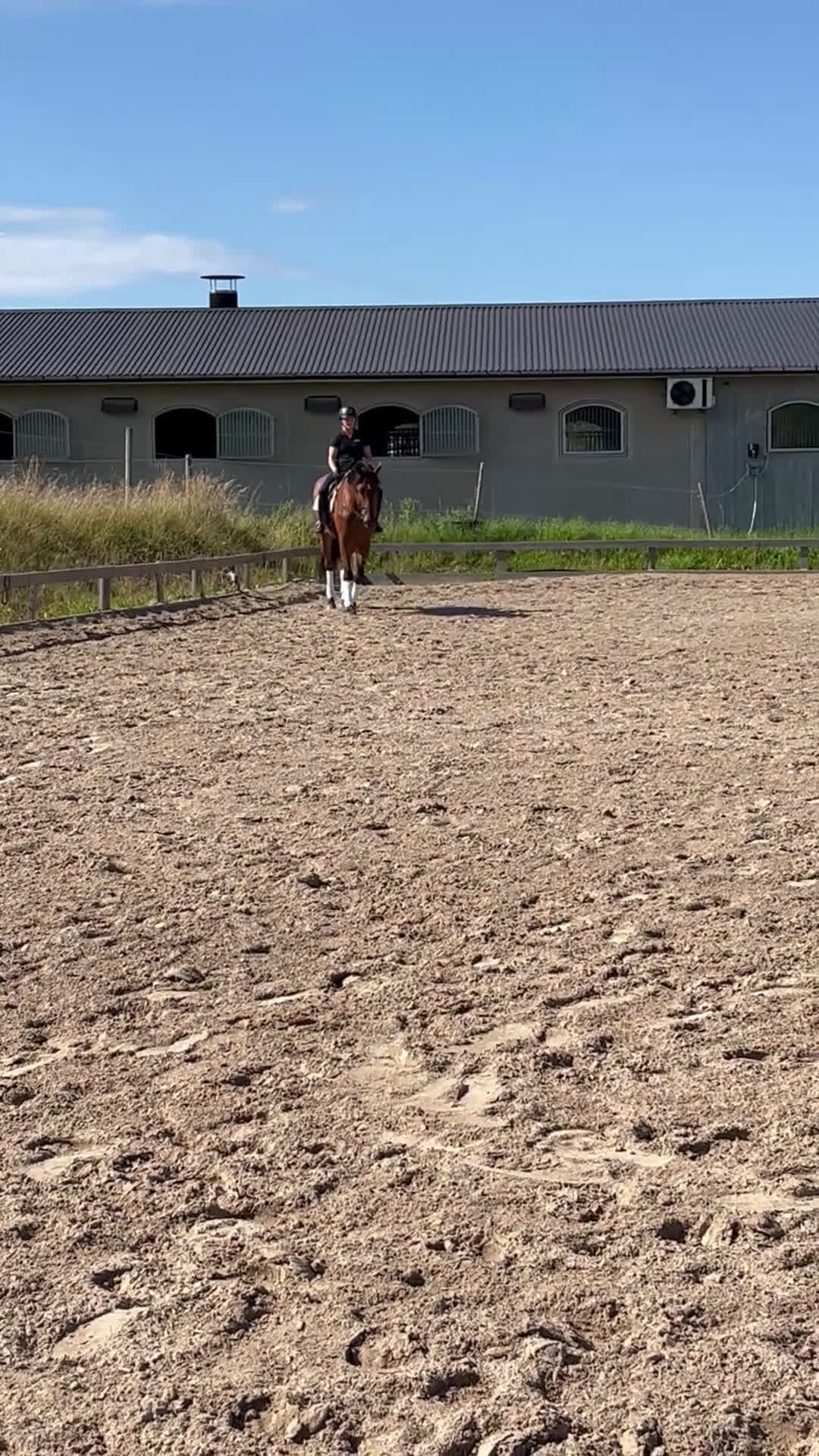 Allround hästar till salu: Stor snygg kille till valfri diciplin! i Flen - Video 3