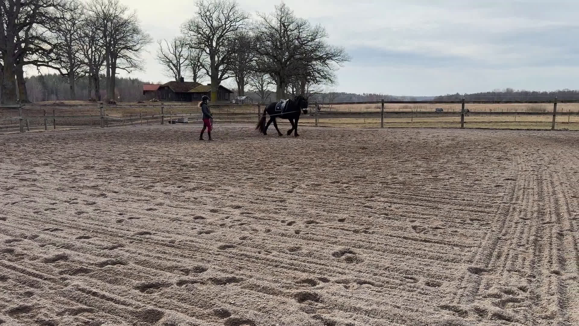 Allround hästar till salu: Tyr af Harstahopen  - Video 1