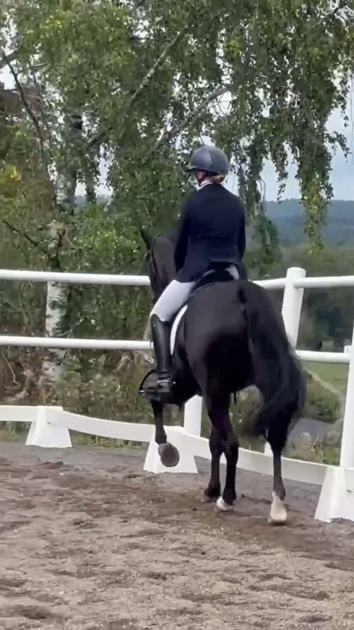 Allround hästar till salu: Snygg C ponny med potential  - Video 5