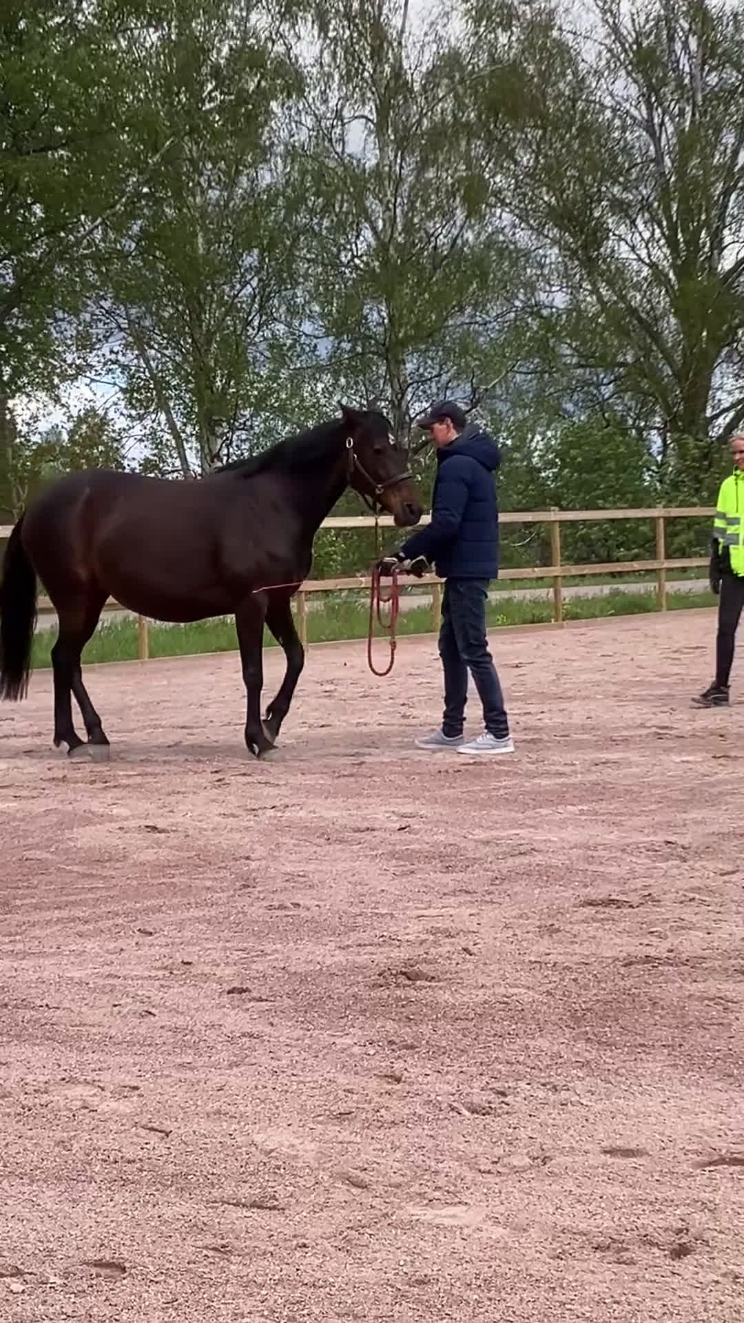 Allround hästar till salu: Litet varmblodsto. - Video 1