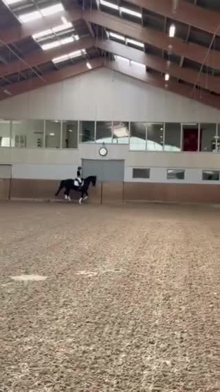 Dressyr hästar till salu: Dressyrhäst med talang för samling! - Video 2