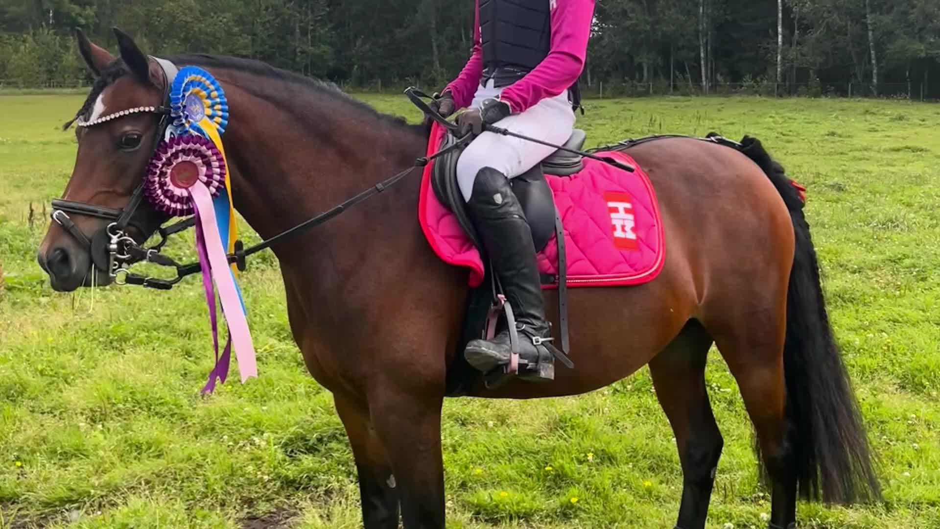 Allround hästar till salu: Sockersöta Fia söker nytt hem i Hammarö - Video 4