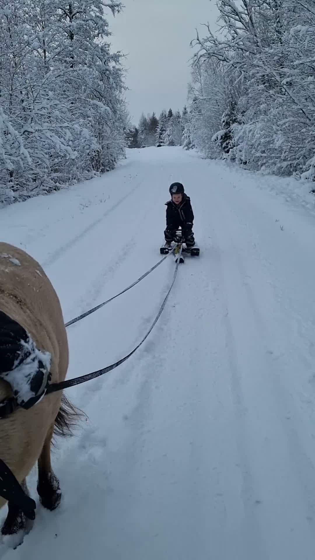 Allround hästar till salu: B-ponny som vill ha kul - Video 1