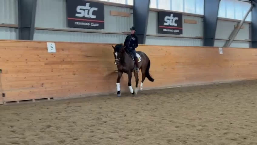 Allround hästar till salu: Trevlig allround valack  - Video 1