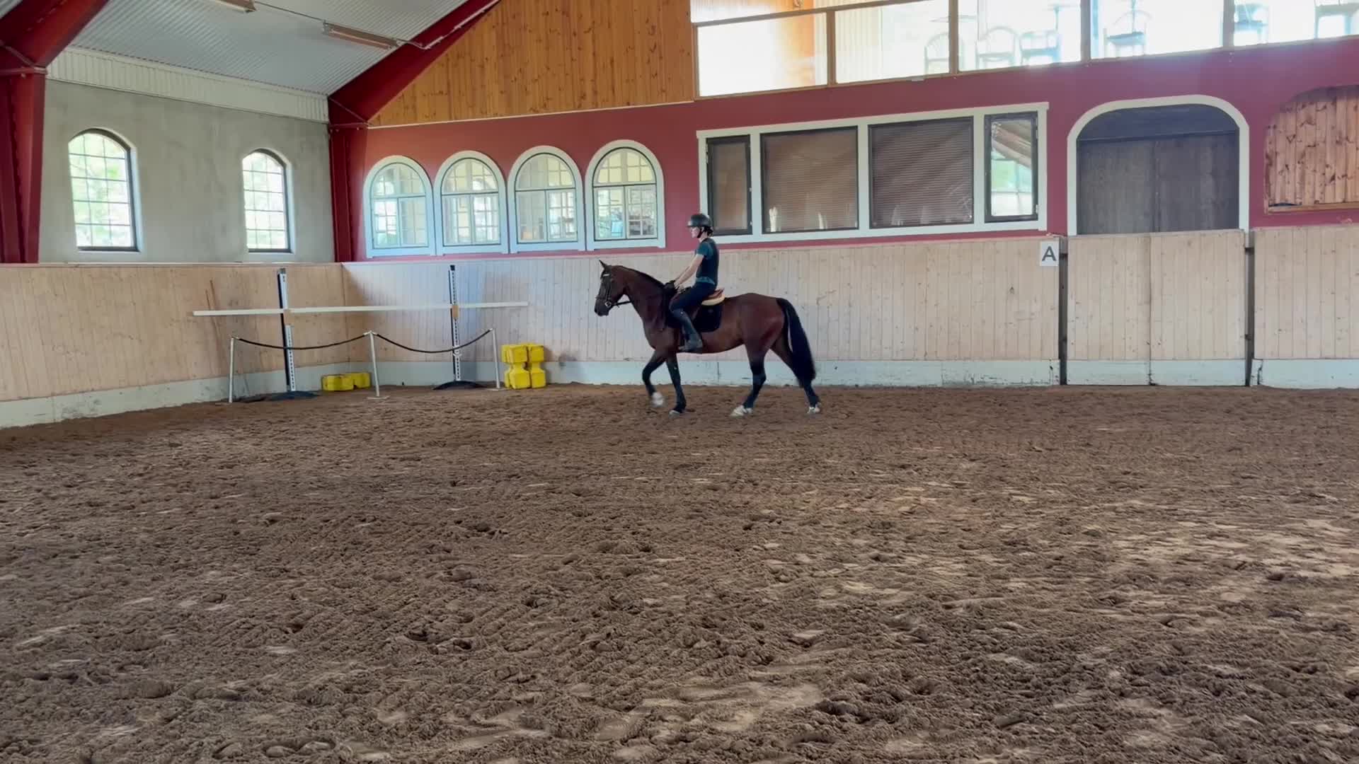 Allround hästar till salu: Connemara valack 🐴 - Video 1