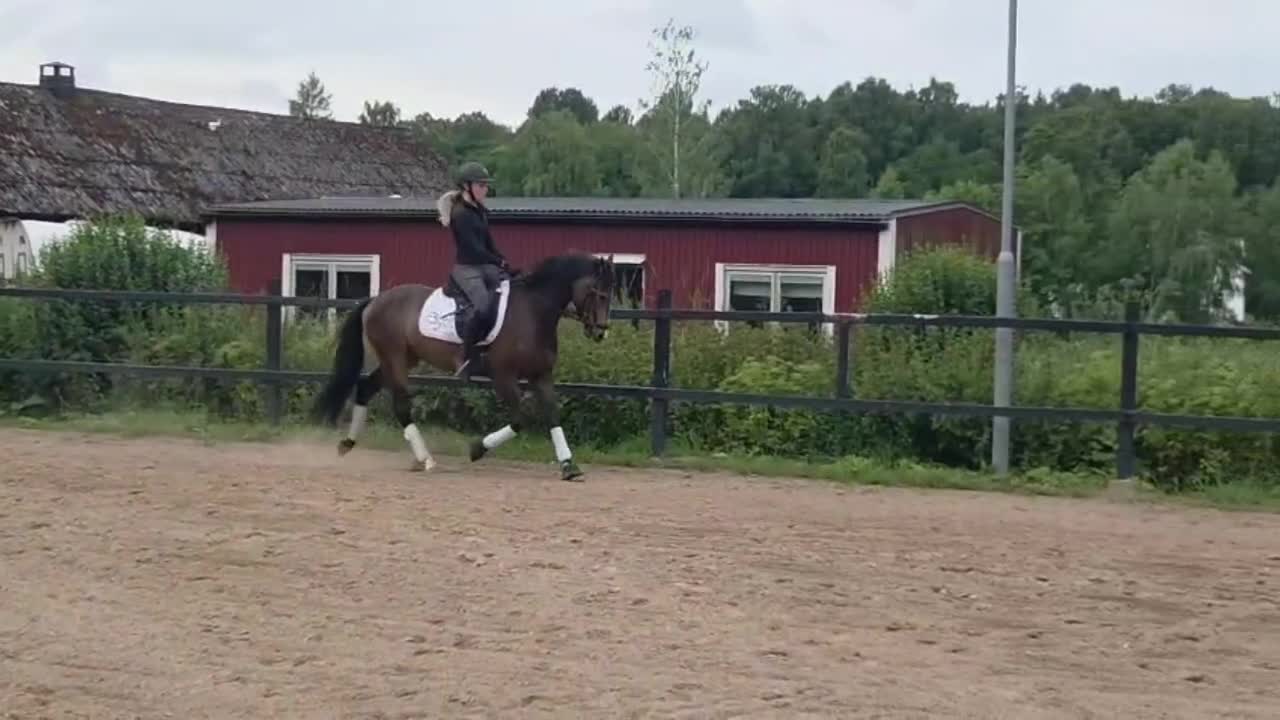 Dressyr hästar till salu: Ämne för framtiden - Video 3