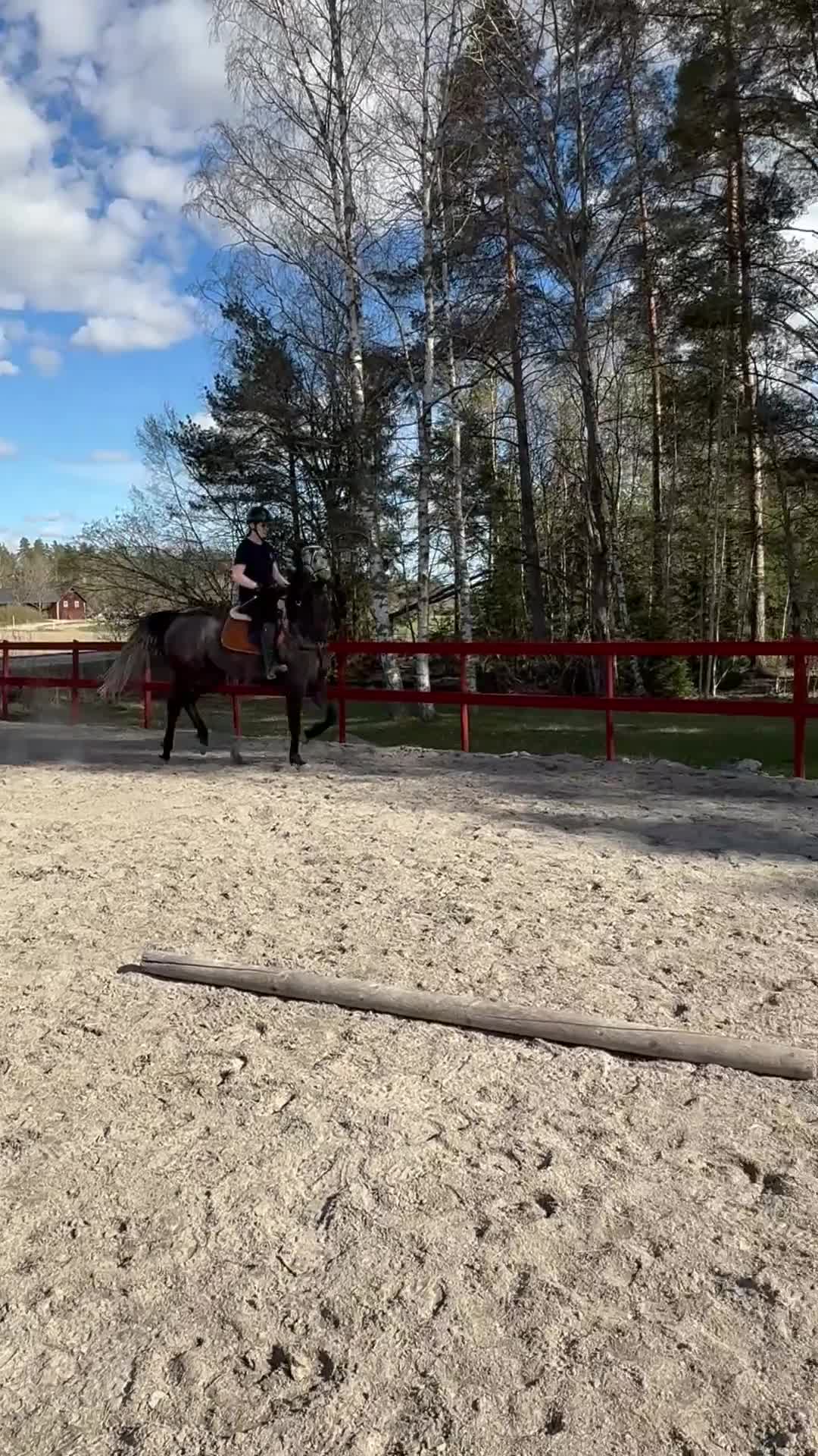 Hoppning hästar till salu: Underbart fullblodsto - Video 4