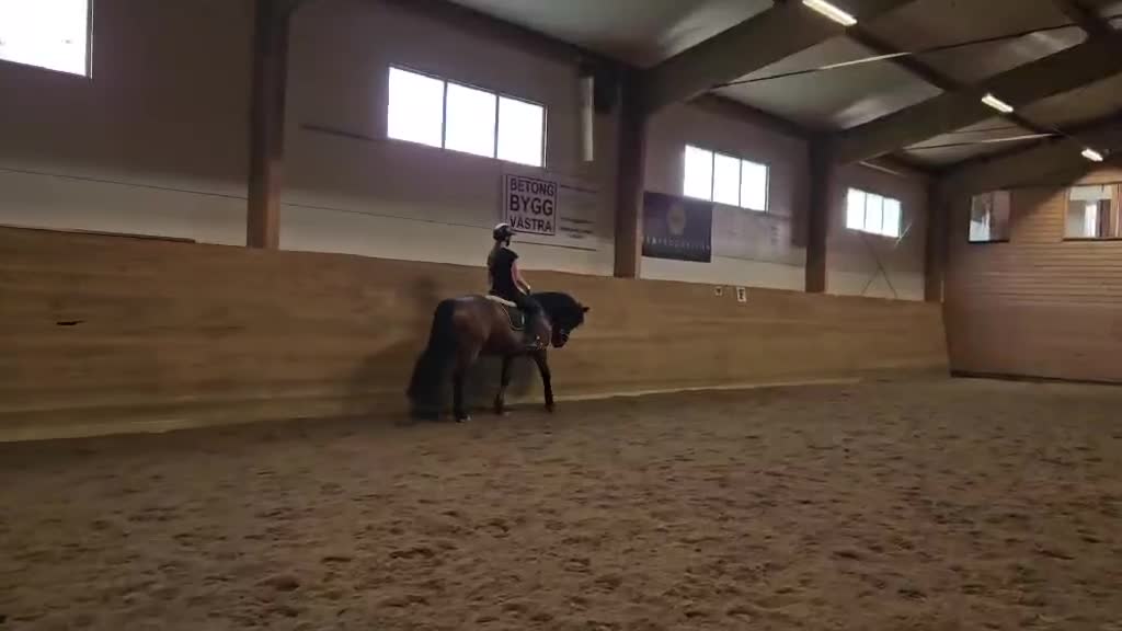 Dressyr hästar till salu: 🌟 D-ponny säljes – snäll och mysig och lugn 🌟 - Video 2
