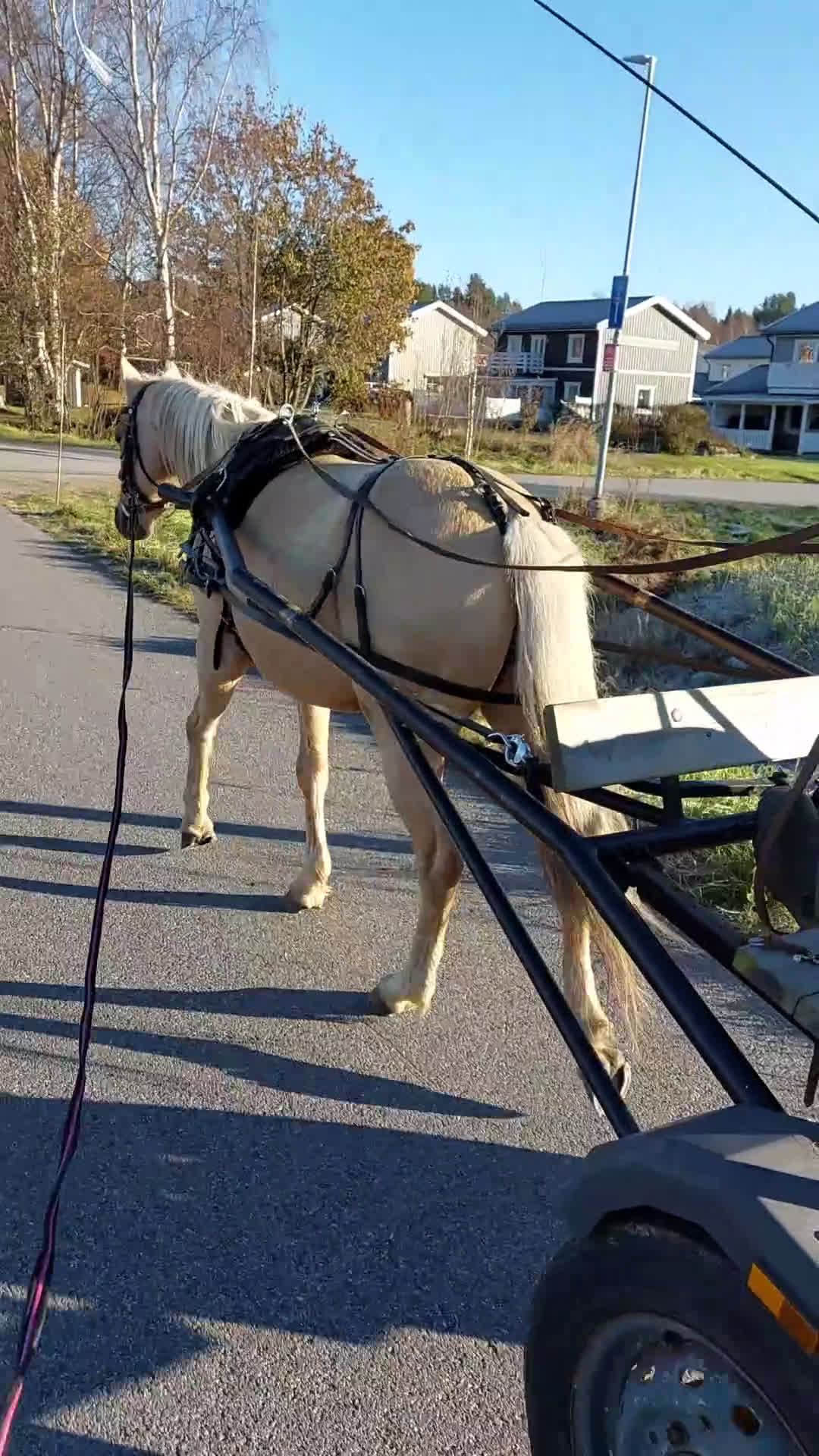 Allround hästar till salu: Elegant och feminin multitalang i Piteå - Video 2