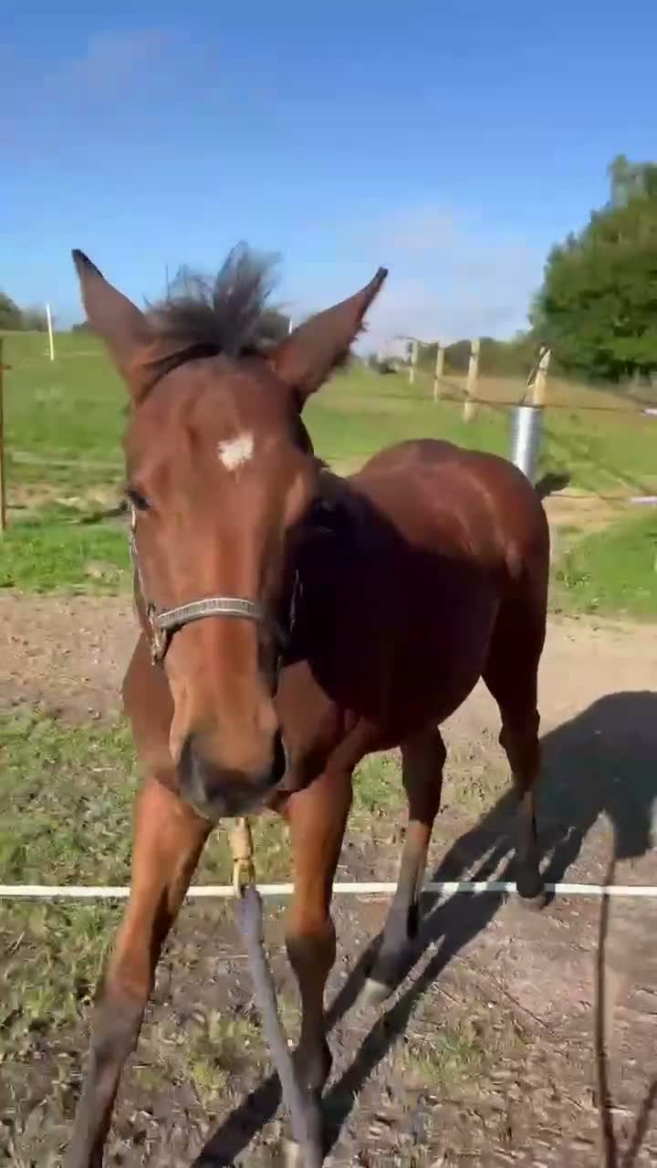 Allround hästar till salu: Sødt fullblod hoppeføl til allround - Video 2