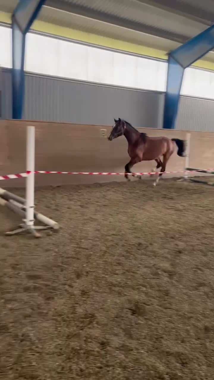 Allround hästar till salu: Halvblodsvalack 3 år - Video 1