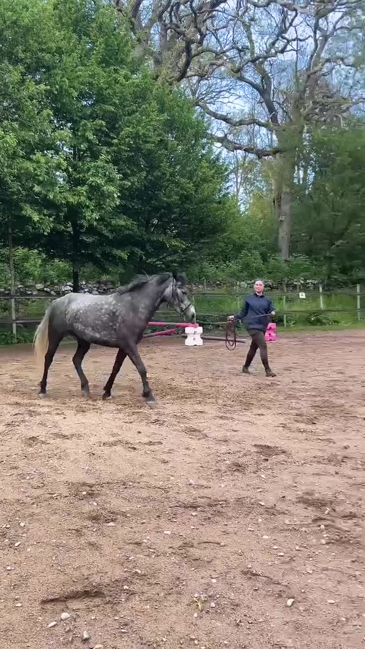 Allround hästar till salu: Trevlig ponny - Video 5