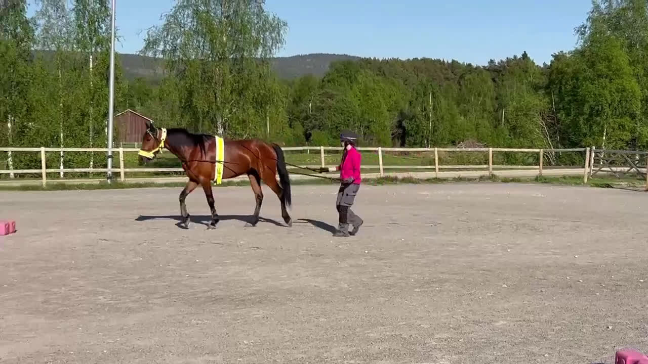 Allround hästar till salu: Fin kille söker nytt hem  - Video 3
