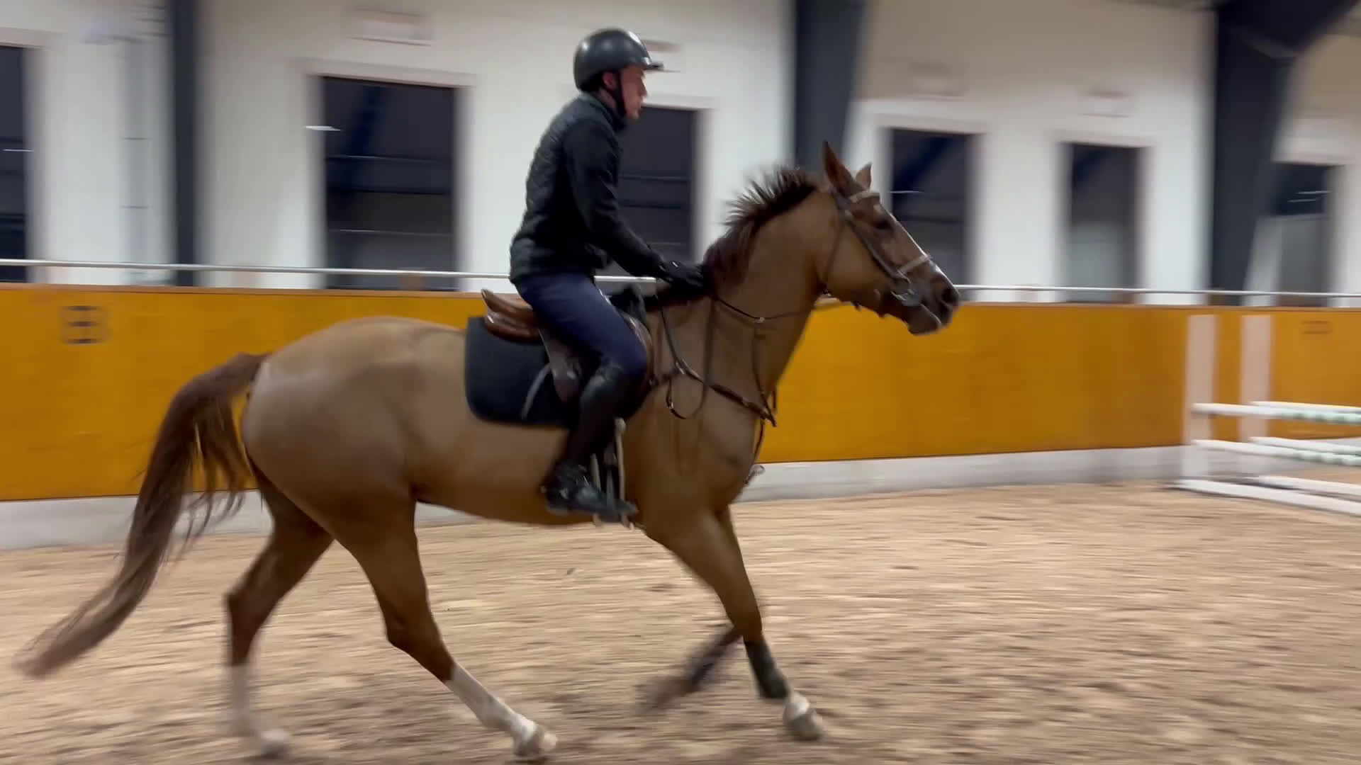 Hoppning hästar till salu: Lovande 5:årigt SWB sto för framtiden  - Video 3