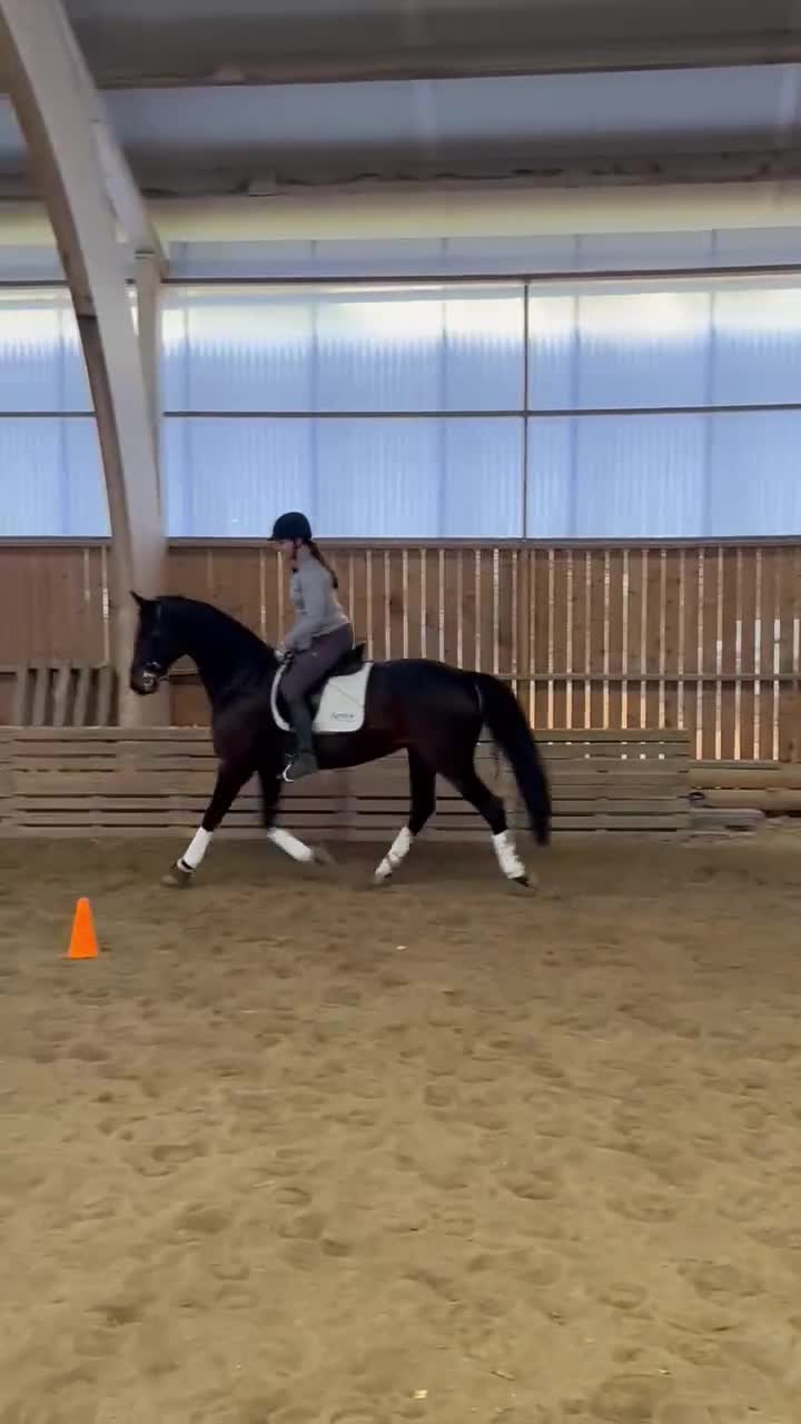 Allround hästar till salu: Fantastiska fina Fancy för utlåning el försäljning - Video 1