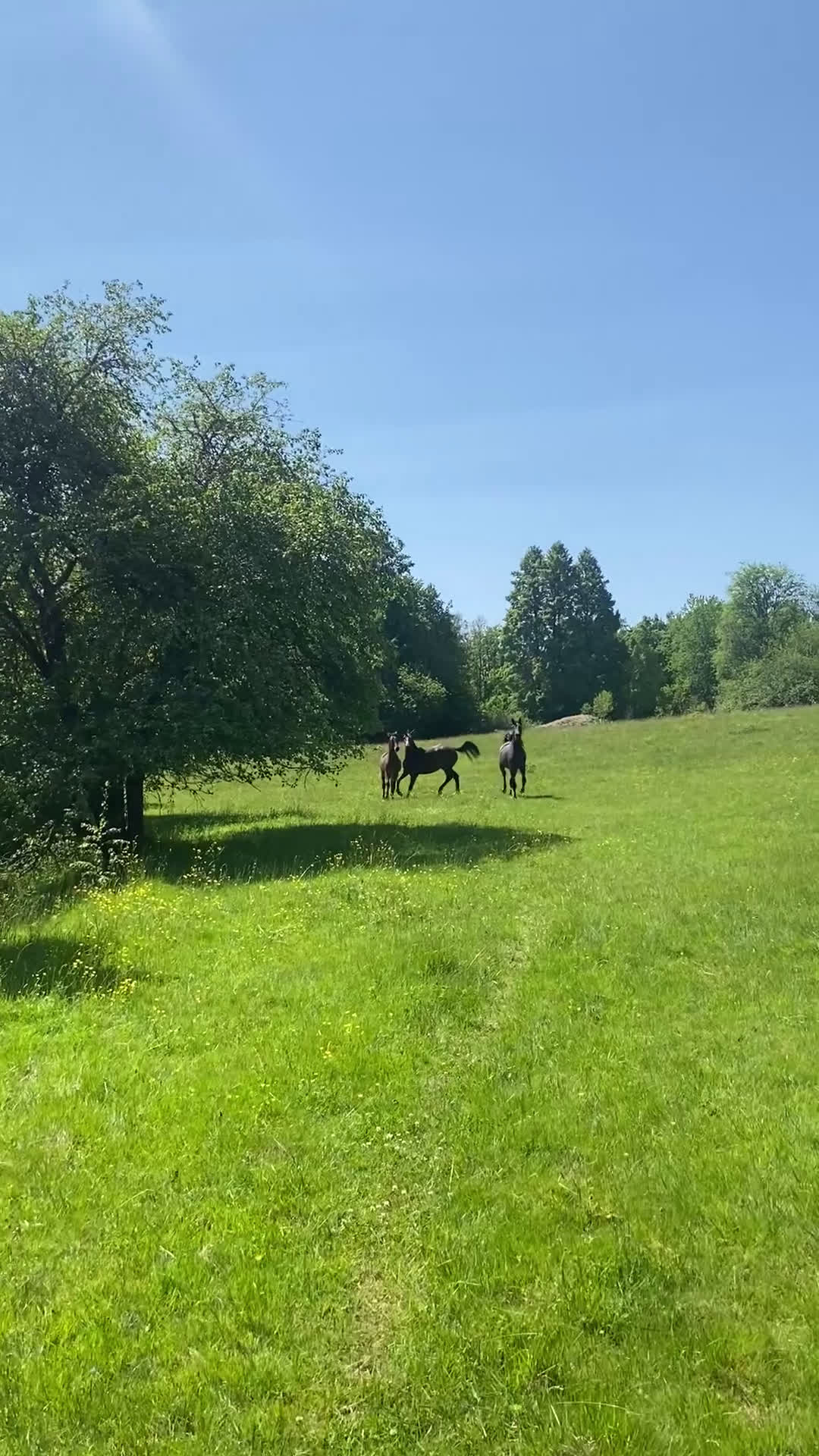 Allround hästar till salu: Fantastisk 2,5 åring🌟🌸 i Broakulla - Video 1