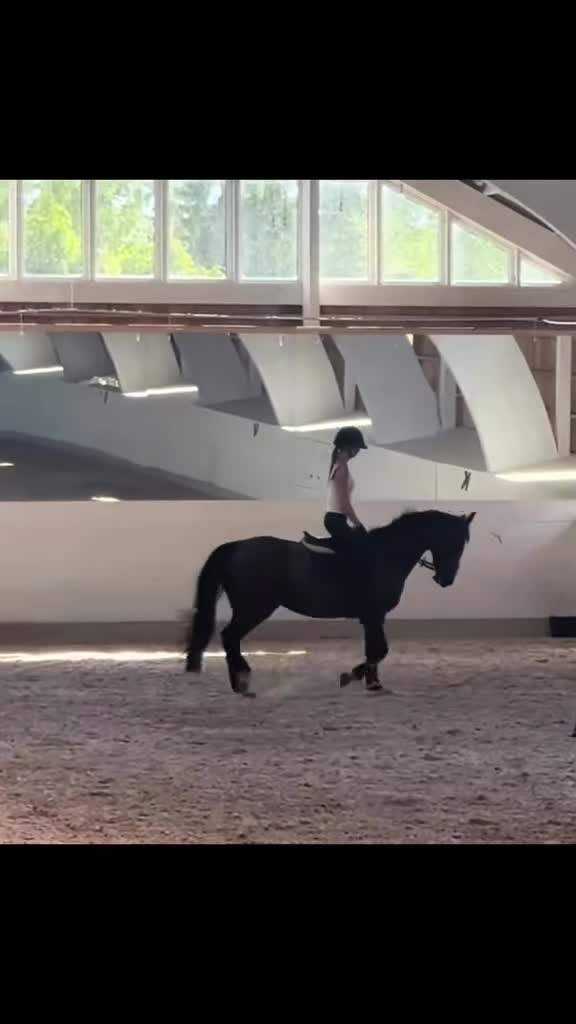 Hoppning hästar till salu: Maxat D-ponnysto med storhäststam💫   i Ulricehamn - Video 2