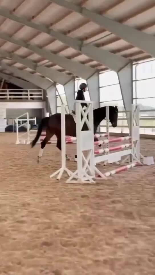 Dressyr hästar till salu: Positivt sto som rör sig lätt! - Video 1