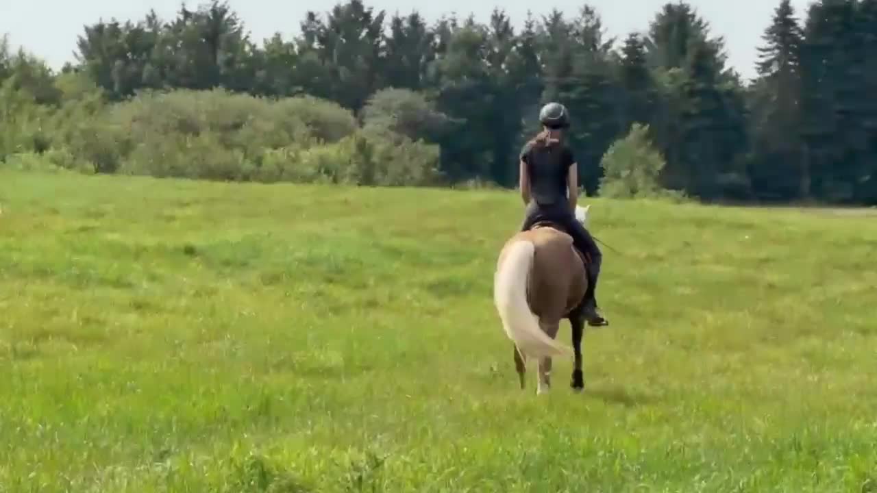 Dressyr hästar till salu: Topp dressyrämne  - Video 3