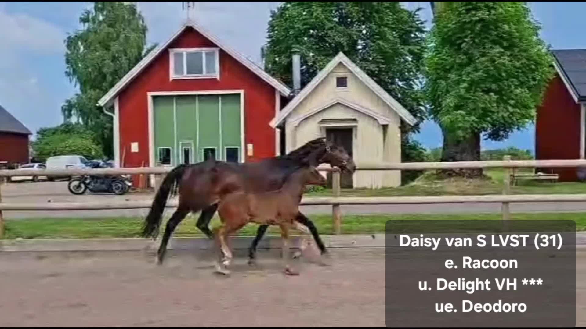 Dressyr hästar till salu: Toppstammat stoföl med utstrålning - Video 1