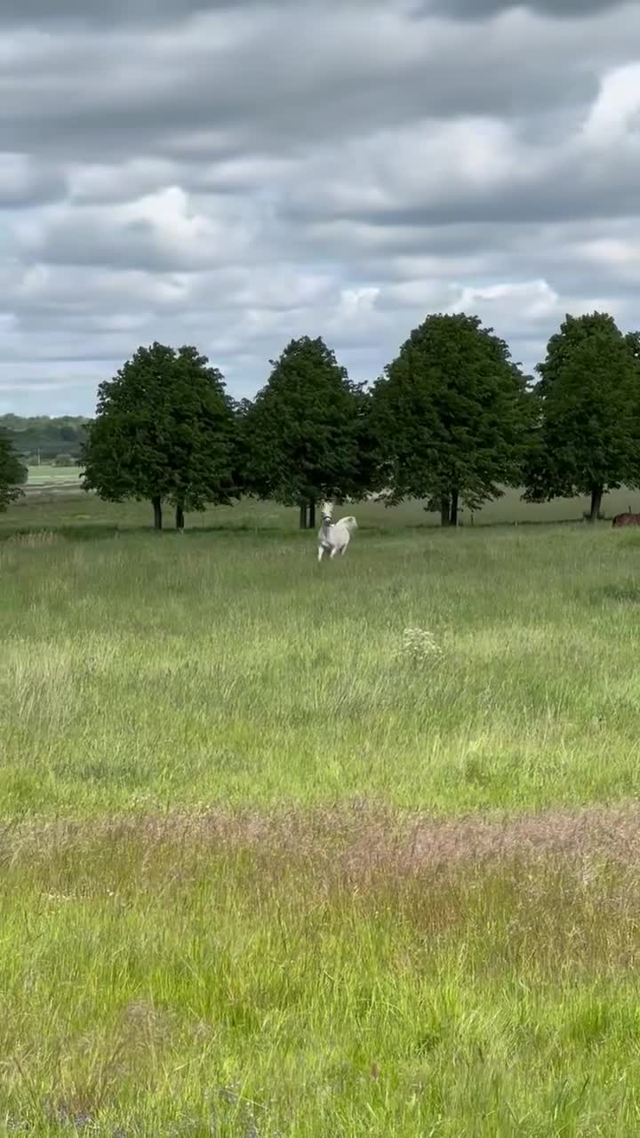  medryttarhäst finnes: Söker fodervärd - Video 3