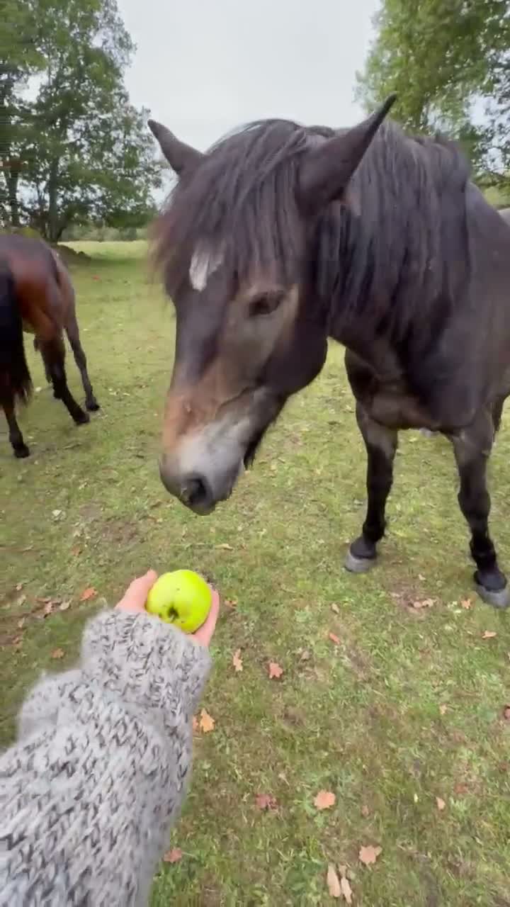  medryttarhäst finnes: 2 kallblodstravare söker Medryttare  i Alvesta - Video 1