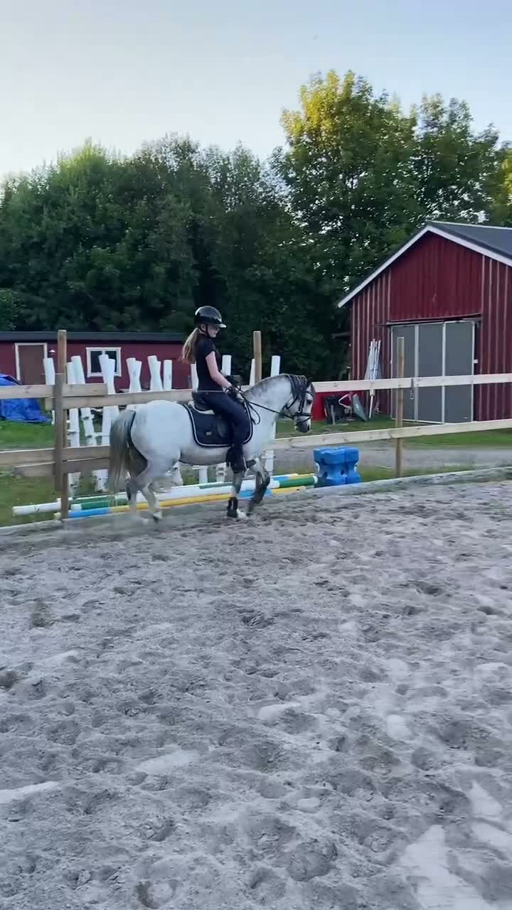 Allround hästar till salu: Dröm ponny  - Video 1