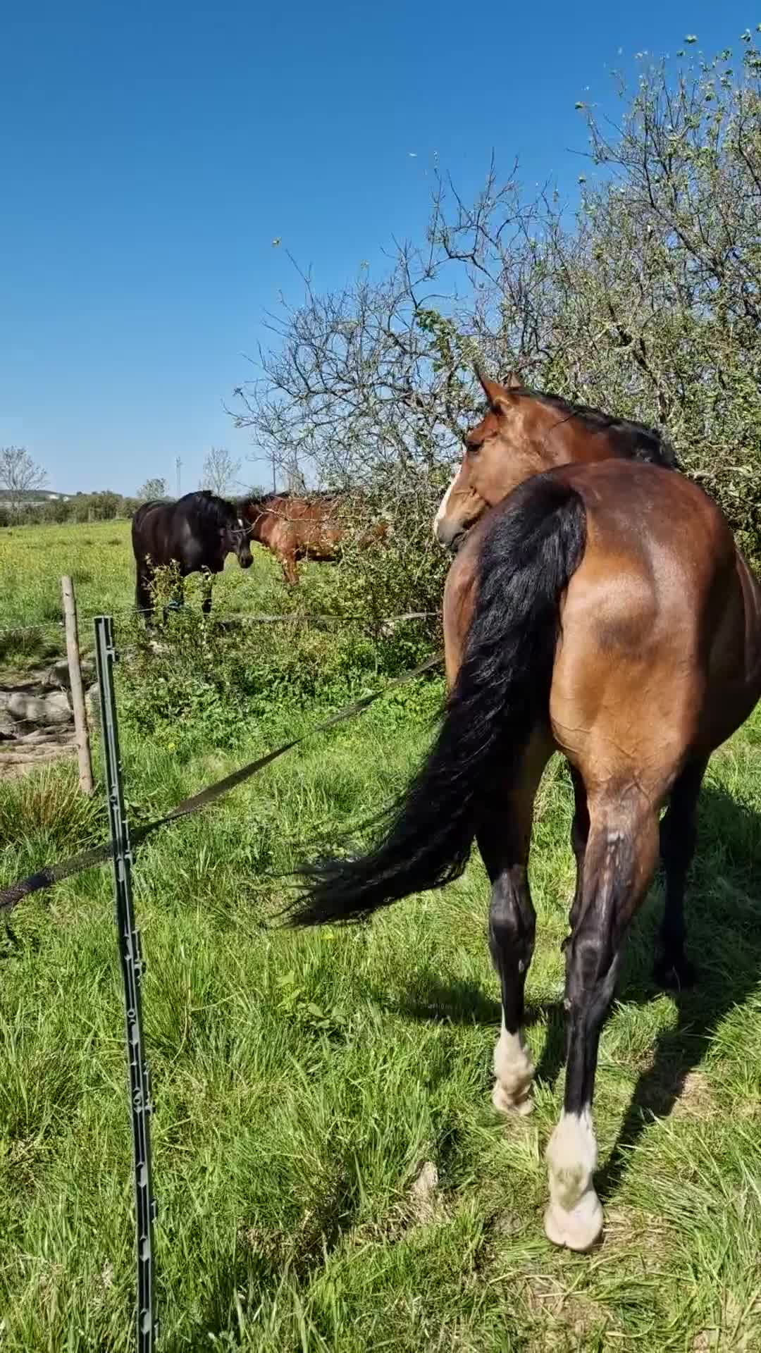 Sällskap hästar till salu: Fin sällskapshäst söker nytt hem ❤️ - Video 3