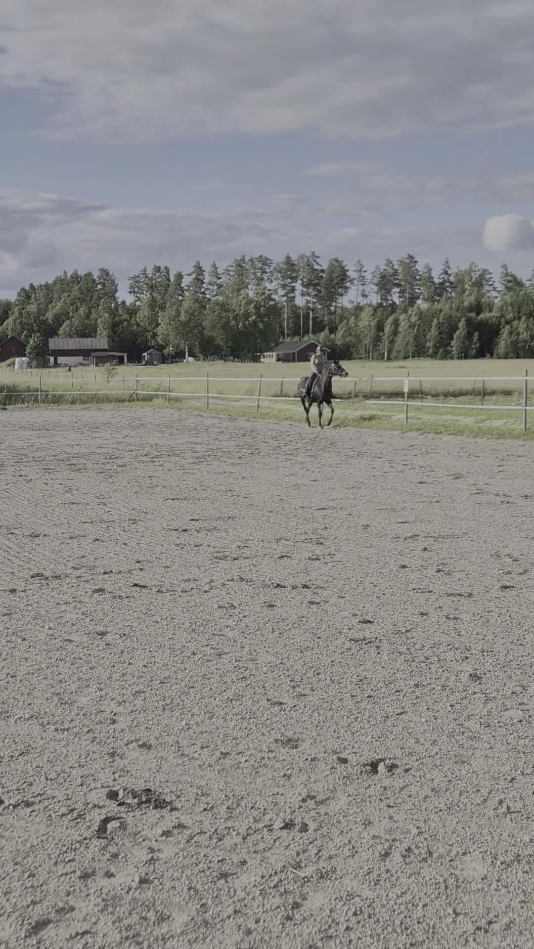 Dressyr hästar till salu: Trevligt friskt  swbsto  - Video 2