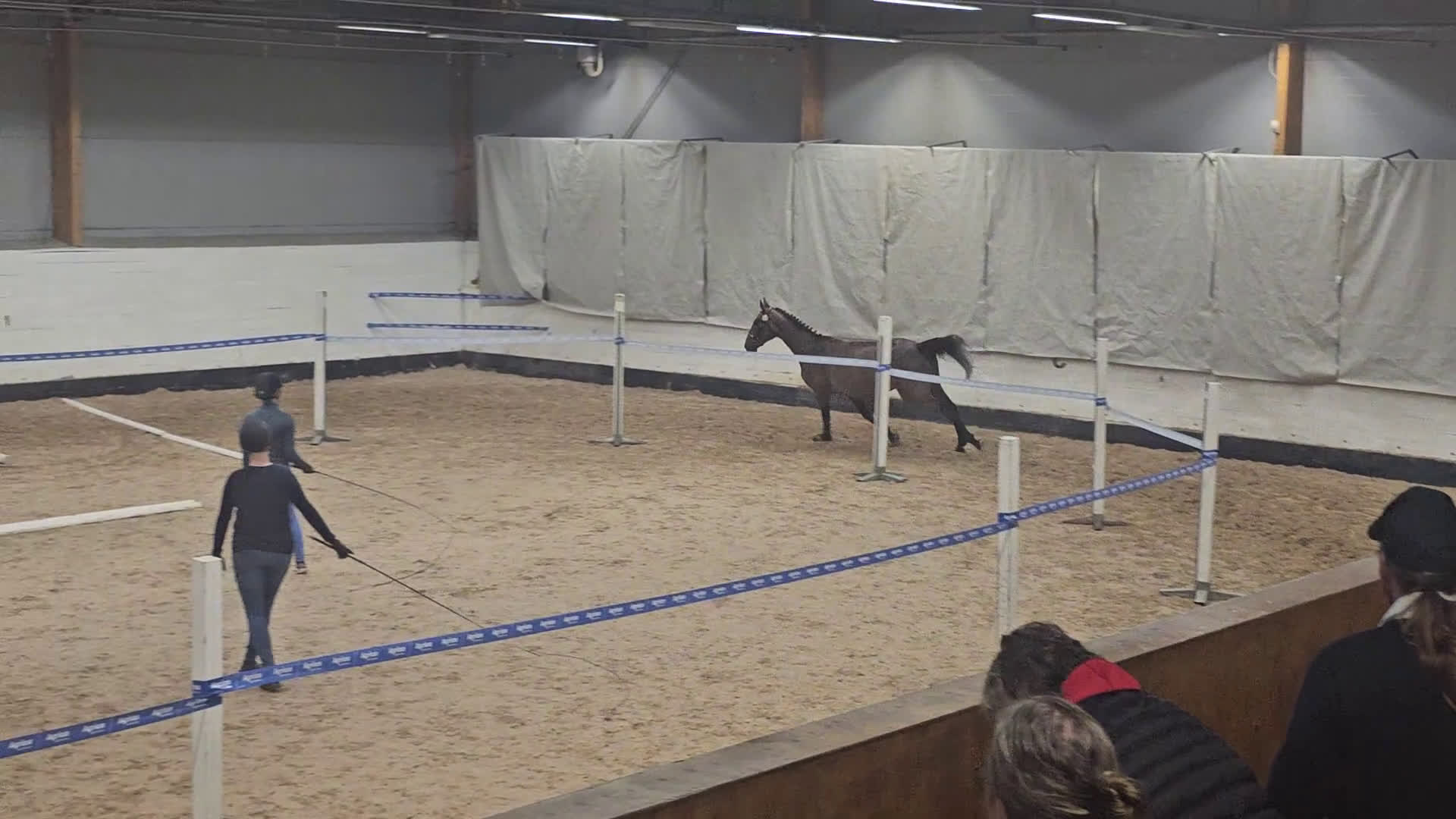 Hoppning hästar till salu: Talangfull hopphäst med lovande framtid i Vännäs - Video 3