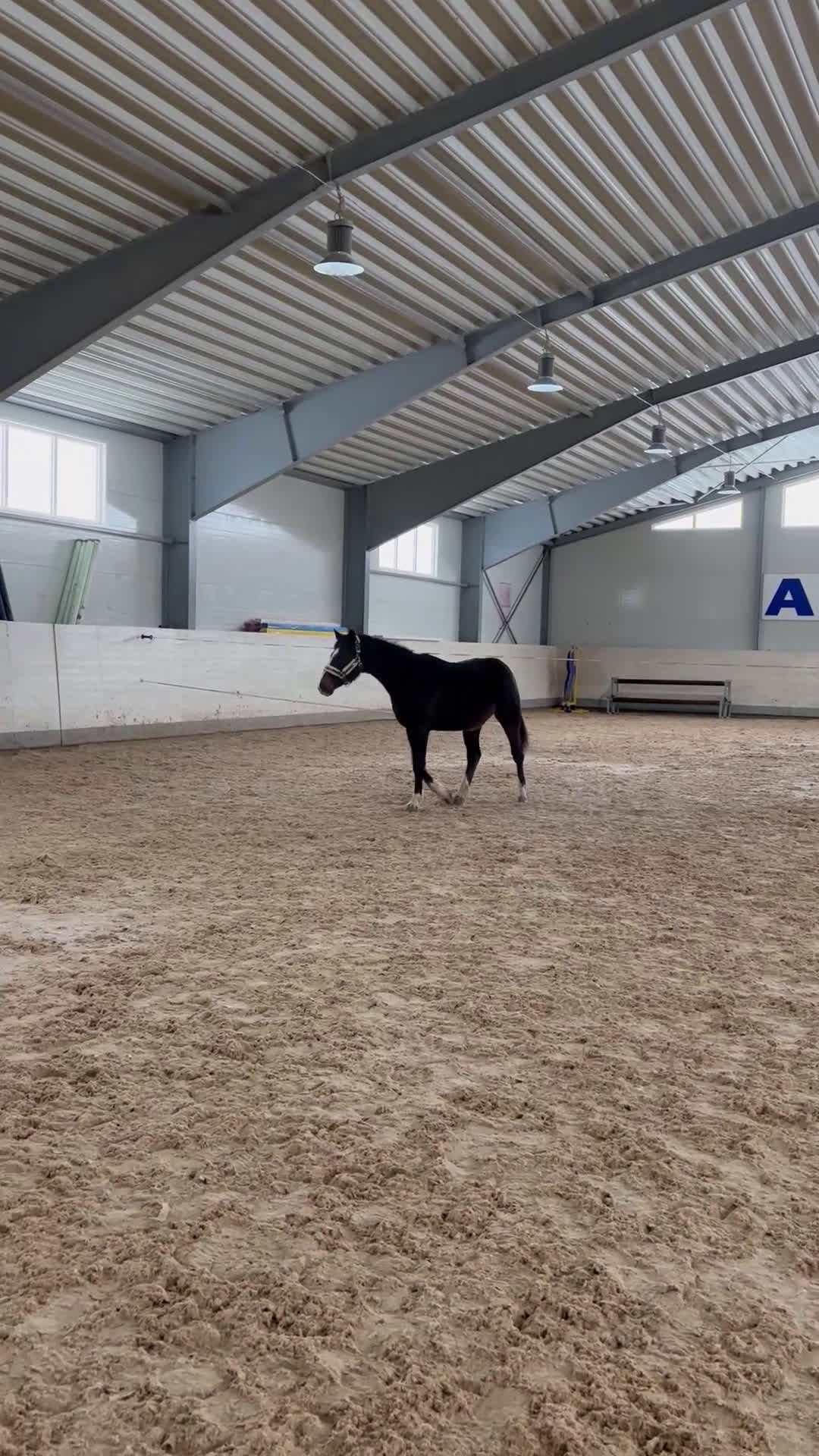 Hoppning hästar till salu: Lovande cool 2-åring - Video 2