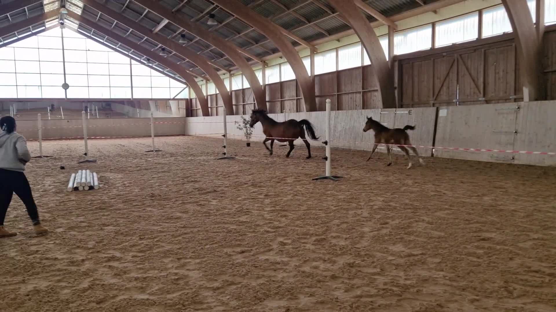 Hoppning hästar till salu: Stoföl med toppstam för hoppsporten! ✨️ - Video 4