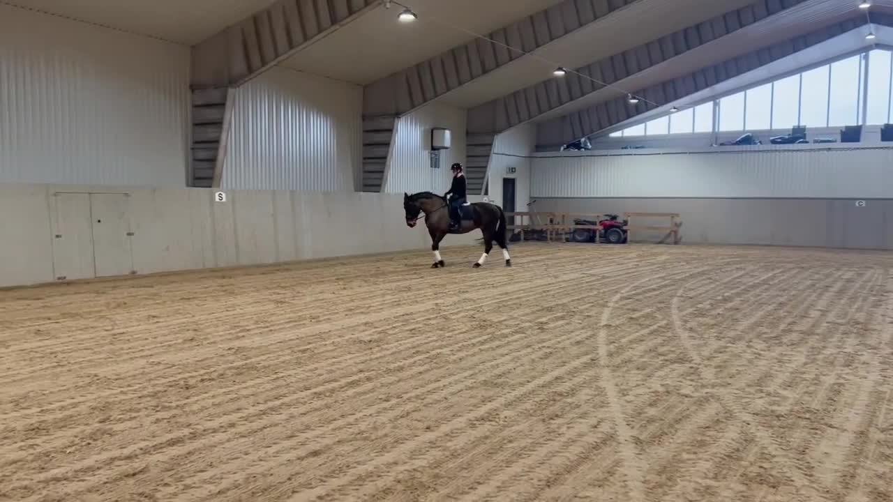 Dressyr hästar till salu: Dressyrhäst med potential  - Video 1