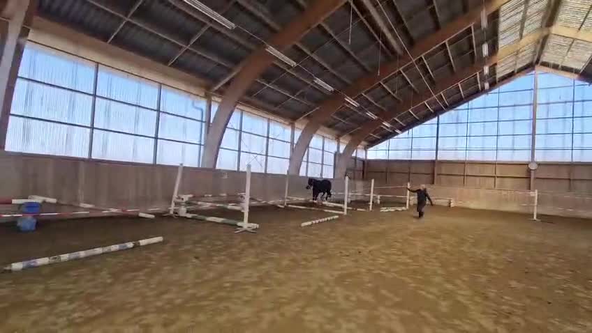 Dressyr hästar till salu: Ungponny med dressyrstam! - Video 1