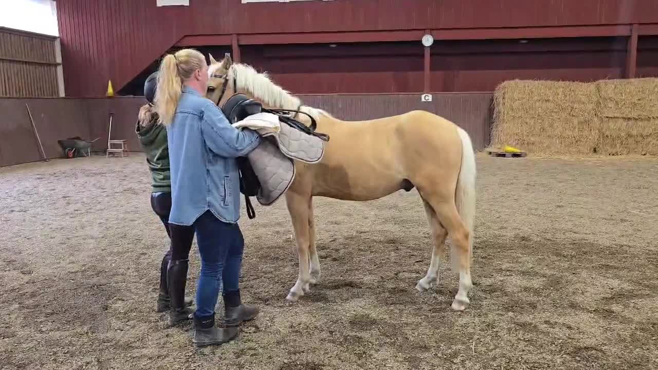 Hoppning hästar till salu: Social och nyfiken ponny - Video 3