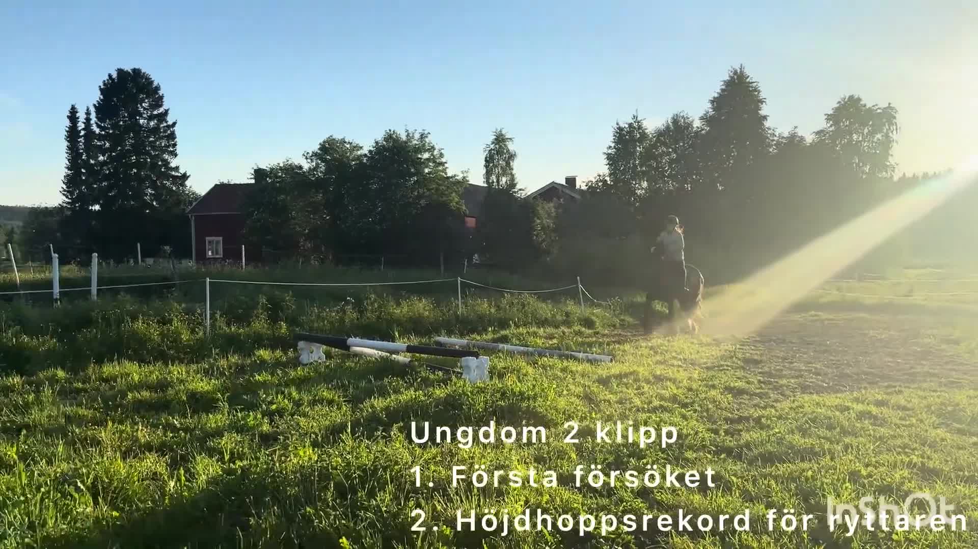 Allround hästar till salu: Perfekta ungponnyn med framtiden framför sig! - Video 5
